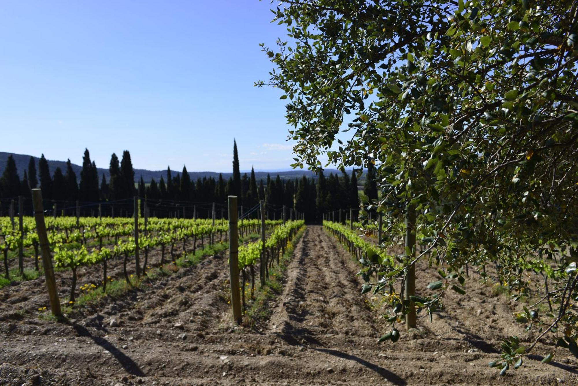 El Recer De Masia Serra Cantallops Екстер'єр фото